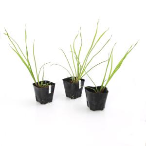 (ビオトープ)水生植物 ハナイ(無農薬)(1ポ...の詳細画像2