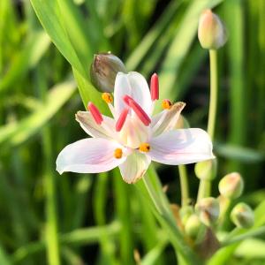 (ビオトープ)水生植物 ハナイ(無農薬)(1ポ...の詳細画像3