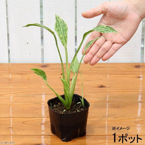 （ビオトープ）水生植物　サジタリア　グラミネア　クラッシュアイス（斑入りナガバオモダカ）３号（１ポッ...