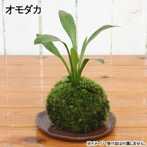 （盆栽）苔玉　オモダカ　品種おまかせ（１個）　観葉植物　コケ玉