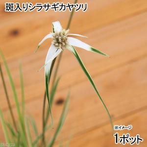 （ビオトープ）水辺植物　斑入りシラサギカヤツリ（１ポット）　湿性植物｜chanet