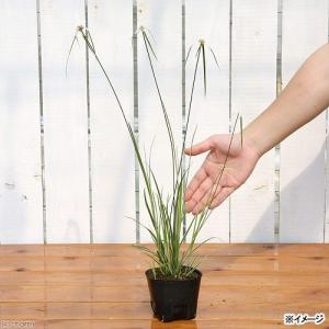 (ビオトープ)水生植物 斑入りシラサギカヤツリ...の詳細画像1