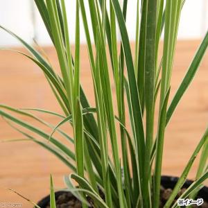 (ビオトープ)水生植物 斑入りシラサギカヤツリ...の詳細画像2