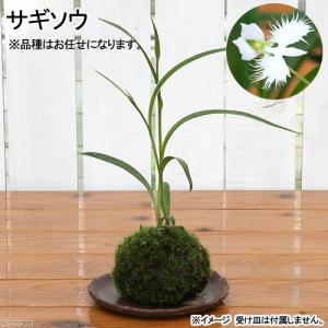 山野草）ビバリウムプランツ 極姫ユキノシタ（極姫雪ノ下）3cm