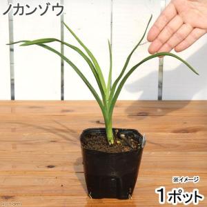 （ビオトープ）水生植物　ノカンゾウ（１ポット）　湿生植物（休眠状態）