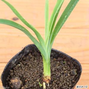 (ビオトープ)水生植物 ノカンゾウ(1ポット)...の詳細画像1