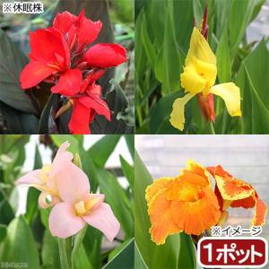 （観葉植物）カンナ　品種おまかせ　４号（１ポット）