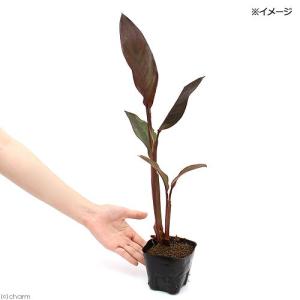 (ビオトープ)水生植物 カンナ 品種おまかせ ...の詳細画像1