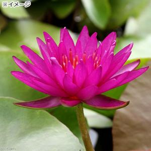 (ビオトープ)睡蓮 温帯性睡蓮(スイレン)(紫...の詳細画像1
