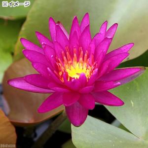 (ビオトープ)睡蓮 温帯性睡蓮(スイレン)(紫...の詳細画像2