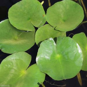 （ビオトープ）睡蓮　温帯性睡蓮（スイレン）（黄）　ピグミーメキシカーナ　Ｐｙｇｍｙ　Ｍｅｘｉｃａｎａ　（１ポット）（休眠状態）