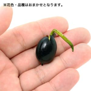 (ビオトープ)蓮 発芽済 ハスの実(3粒)の詳細画像1