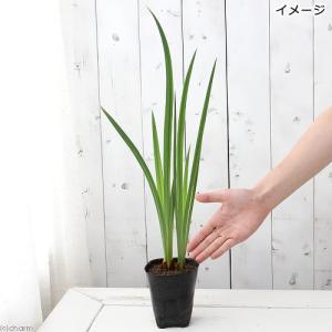 (ビオトープ)水生植物 花菖蒲 みちのく黄金(...の詳細画像1
