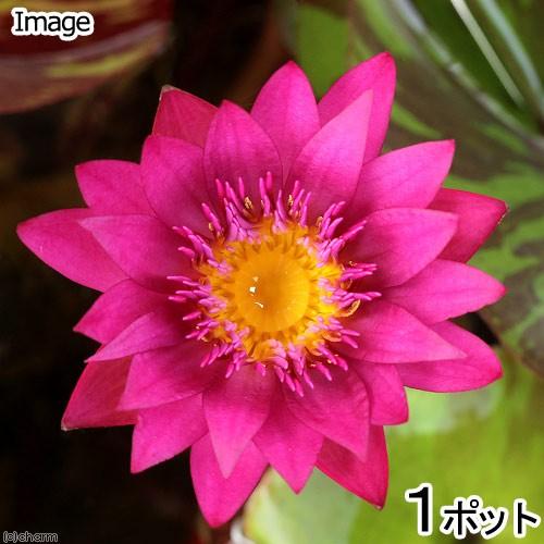 （ビオトープ）睡蓮　熱帯性睡蓮（スイレン）（桃）　ドリス　ホルト　Ｄｏｒｉｓ　Ｈｏｌｔ（１ポット）（...