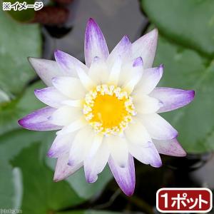 （ビオトープ）睡蓮　熱帯性睡蓮（スイレン）（白紫）　パープルジョイ（１ポット）（ムカゴ種）（休眠状態）