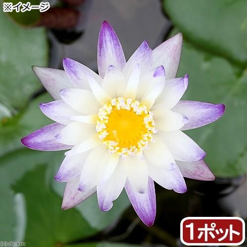 （ビオトープ）睡蓮　熱帯性睡蓮（スイレン）（白紫）　パープルジョイ（１ポット）（ムカゴ種）