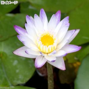 (ビオトープ)睡蓮 熱帯性睡蓮(スイレン)(白...の詳細画像1