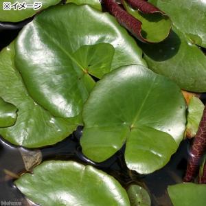 (ビオトープ)睡蓮 熱帯性睡蓮(スイレン)(白...の詳細画像2