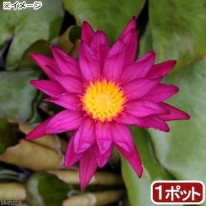 （ビオトープ）睡蓮　熱帯性睡蓮（スイレン）（濃桃）　バージニアマクレーン（無農薬）（１ポット）