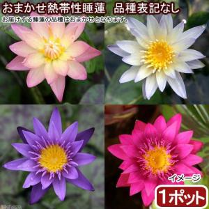 チャーム（charm） （ビオトープ）睡蓮 温帯性睡蓮（スイレン）4色