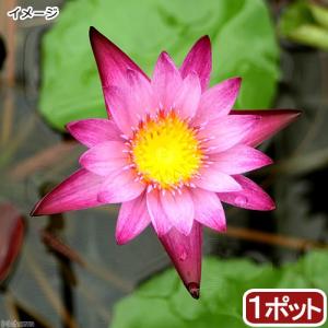 （ビオトープ）睡蓮　熱帯性睡蓮（スイレン）（桃）マミヤォ　Ｍａｍｅａｗ（１ポット）（ムカゴ種）