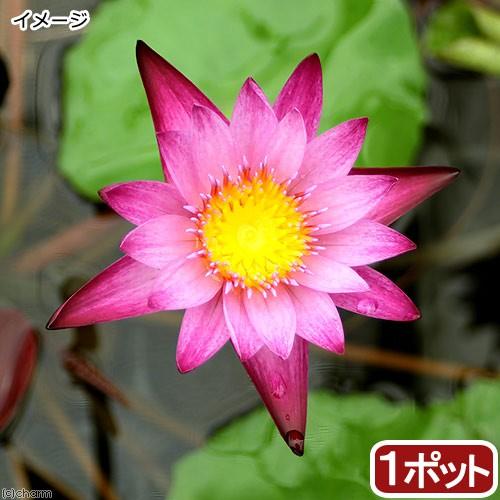 （ビオトープ）睡蓮　熱帯性睡蓮（スイレン）（桃）　マミャウ　Ｍａｍｅａｗ（１ポット）（ムカゴ種）（休...