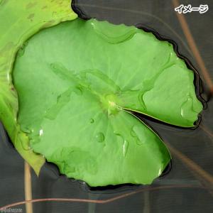 (ビオトープ)睡蓮 熱帯性睡蓮(スイレン)(桃...の詳細画像1
