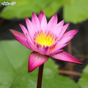 (ビオトープ)睡蓮 熱帯性睡蓮(スイレン)(桃...の詳細画像2