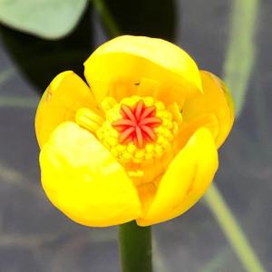 チャーム（charm） （水草）クリプトコリネ ストリオラータ グリーン