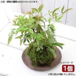 （盆栽）苔玉　山野草３種寄せ植え（品種おまかせ）（１個）　観葉植物　コケ玉