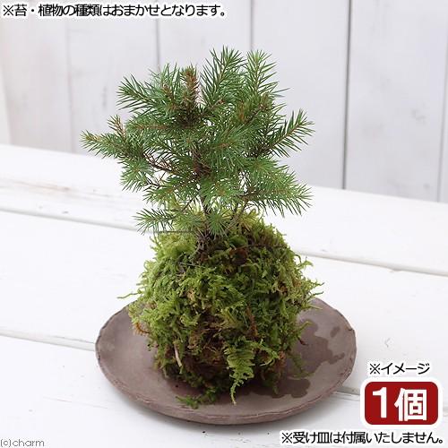 （盆栽）苔玉　ミニ樹木　品種おまかせ（１個）　観葉植物　コケ玉