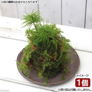 （盆栽）苔玉　コウヤノマンネングサ（１個）　観葉植物　コケ玉｜chanet