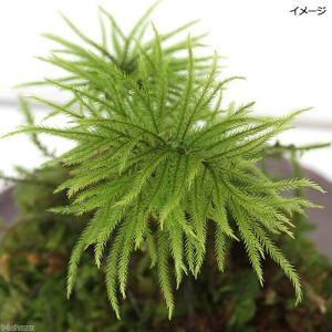 (盆栽)苔玉 コウヤノマンネングサ(1個) 観...の詳細画像1