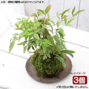チャーム（charm） （盆栽）苔玉 山野草3種寄せ植え（品種おまかせ