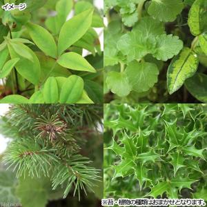 (盆栽)苔玉 山野草3種寄せ植え(品種おまかせ...の詳細画像1
