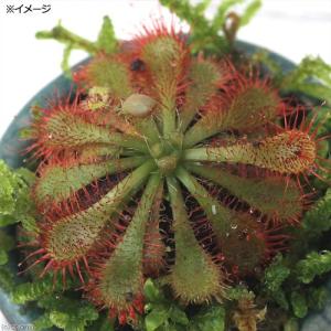 (盆栽)苔盆栽 豆鉢 おまかせモウセンゴケ(1...の詳細画像1