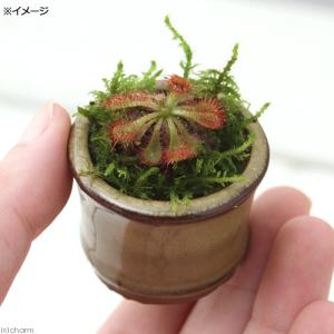 (盆栽)苔盆栽 豆鉢 おまかせモウセンゴケ(1...の詳細画像2