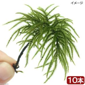 (観葉植物)テラリウム 苔 コウヤノマンネングサ...の商品画像