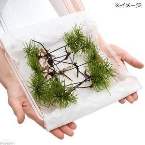 (観葉植物)テラリウム 苔 コウヤノマンネング...の詳細画像1