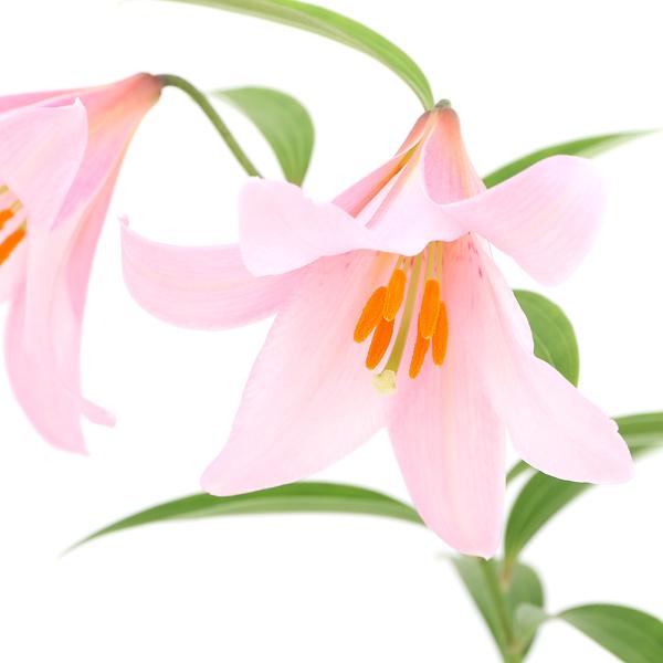 （山野草）ユリ（百合）ヒメサユリ（姫小百合・オトメユリ）３〜４号（１ポット）（休眠状態）