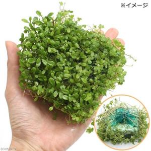 (水草)水生植物 ★育成済★ メダカが喜ぶ浮き...の詳細画像1
