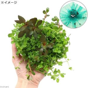 (水草)水生植物 ★育成済★ メダカが喜ぶ侘び...の詳細画像1