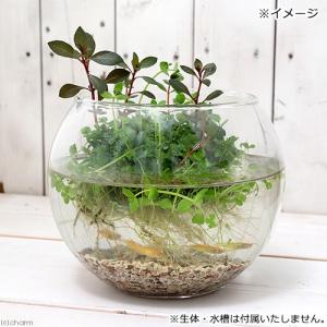 (水草)水生植物 ★育成済★ メダカが喜ぶ侘び...の詳細画像2