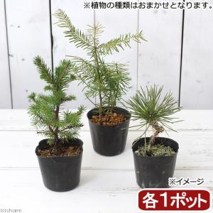 （山野草）盆栽　マツ（松）おまかせ３種セット　樹高１５〜３０ｃｍ　２．５〜３号｜chanet