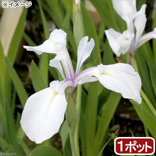 （ビオトープ）水生植物　カキツバタ　朝霧（アサギリ）白花（１ポット）（休眠状態）