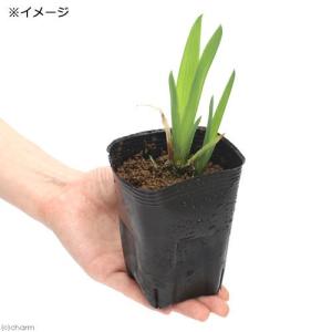 (ビオトープ)水生植物 カキツバタ 朝霧(アサ...の詳細画像1