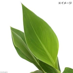 (ビオトープ)水生植物 カンナ ストライプビュ...の詳細画像1