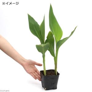 (ビオトープ)水生植物 カンナ ストライプビュ...の詳細画像2