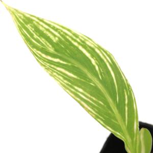 (ビオトープ)水生植物 カンナ ストライプビュ...の詳細画像3