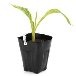 (ビオトープ)水生植物 カンナ ストライプビュ...の詳細画像4